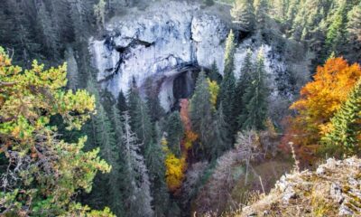 Discover Radovljica Tree’n, A Hidden Gem of Natural Splendor