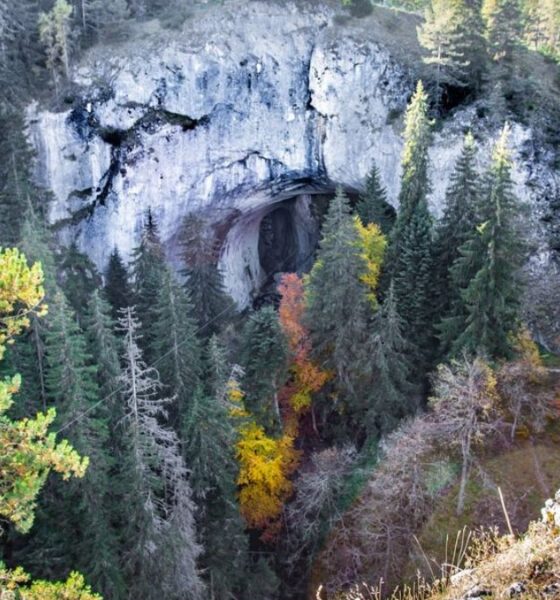 Discover Radovljica Tree’n, A Hidden Gem of Natural Splendor