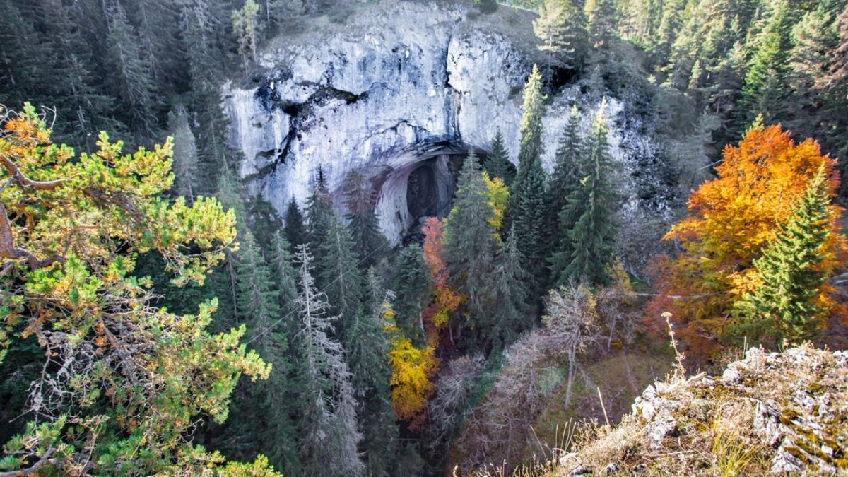 Discover Radovljica Tree’n, A Hidden Gem of Natural Splendor